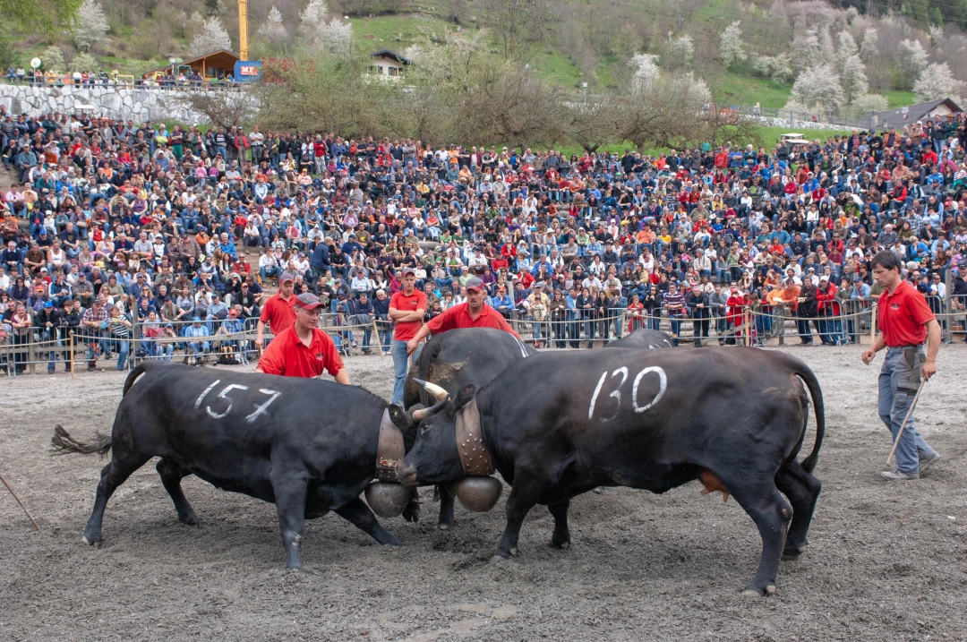 Cow Culture le Chable-602