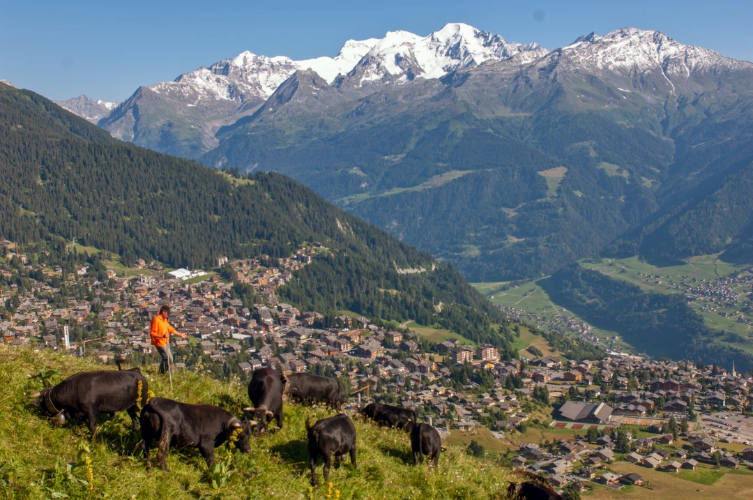 Cow Culture_5523-21