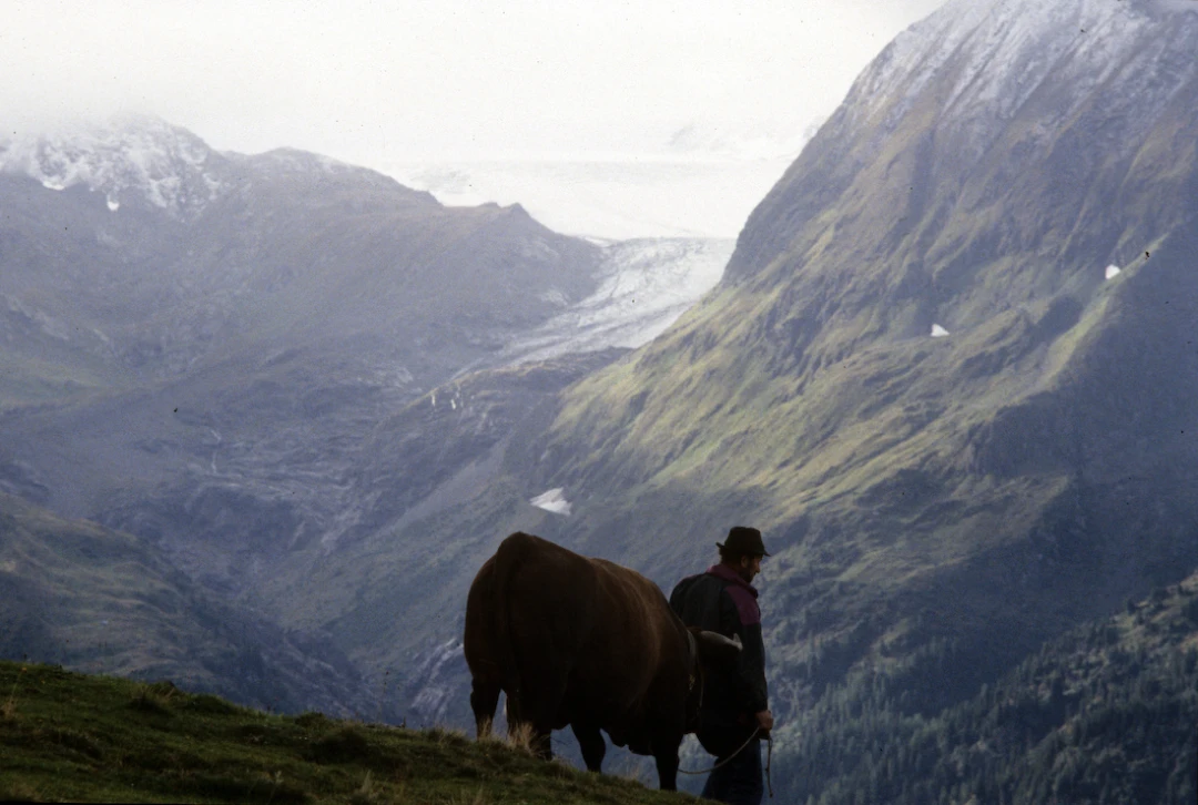 Cow-Culture_Vallee-du-Bagne-VS-Switzerland01