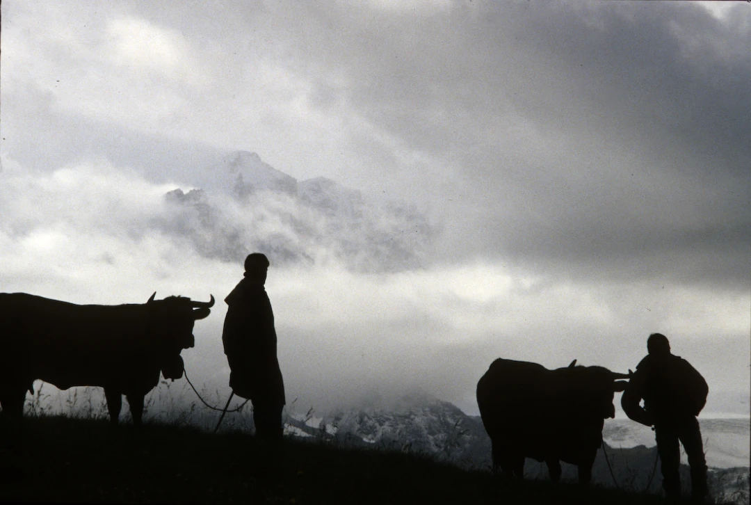 Cow-Culture_Vallee-du-Bagne-VS-Switzerland02