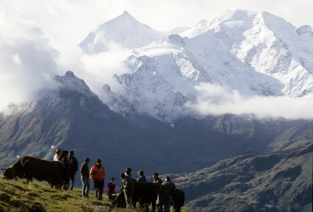 Cow-Culture_Vallee-du-Bagne-VS-Switzerland06