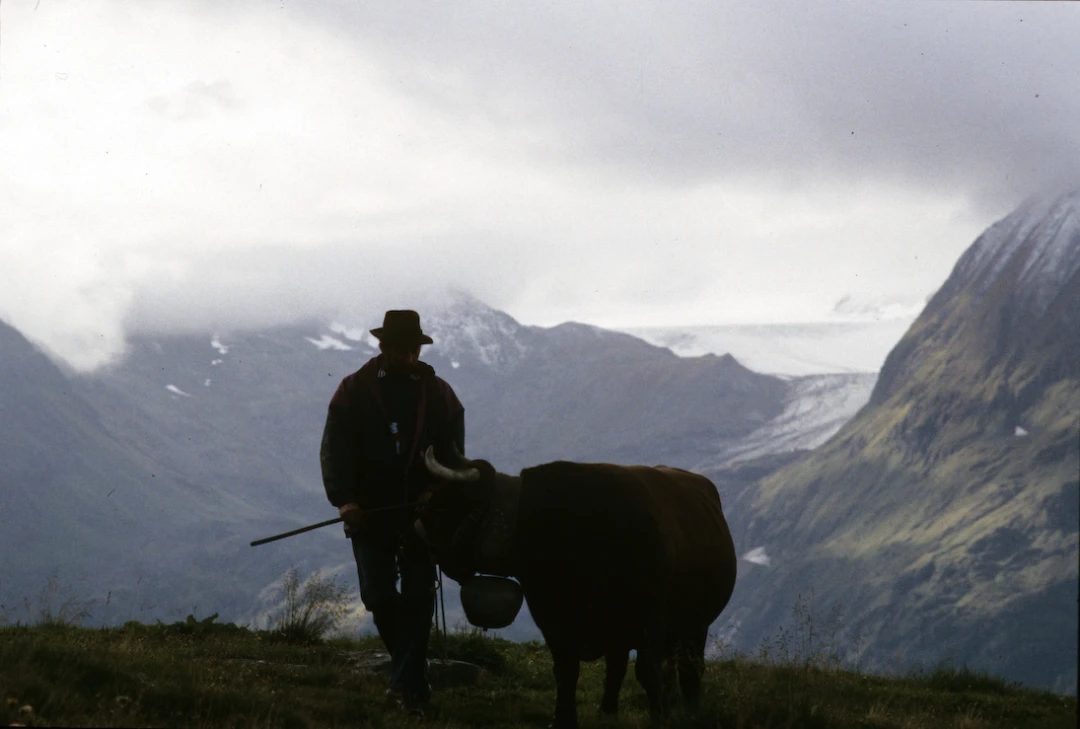 Cow-Culture_Vallee-du-Bagne-VS-Switzerland07