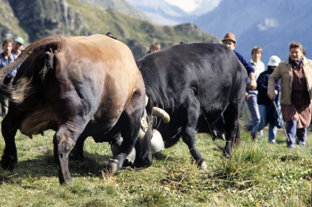 Cow-Culture_Vallee-du-Bagne-VS-Switzerland08