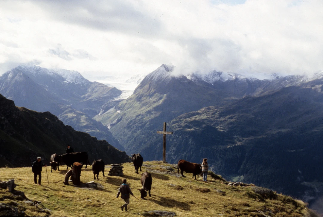 Cow-Culture_Vallee-du-Bagne-VS-Switzerland14