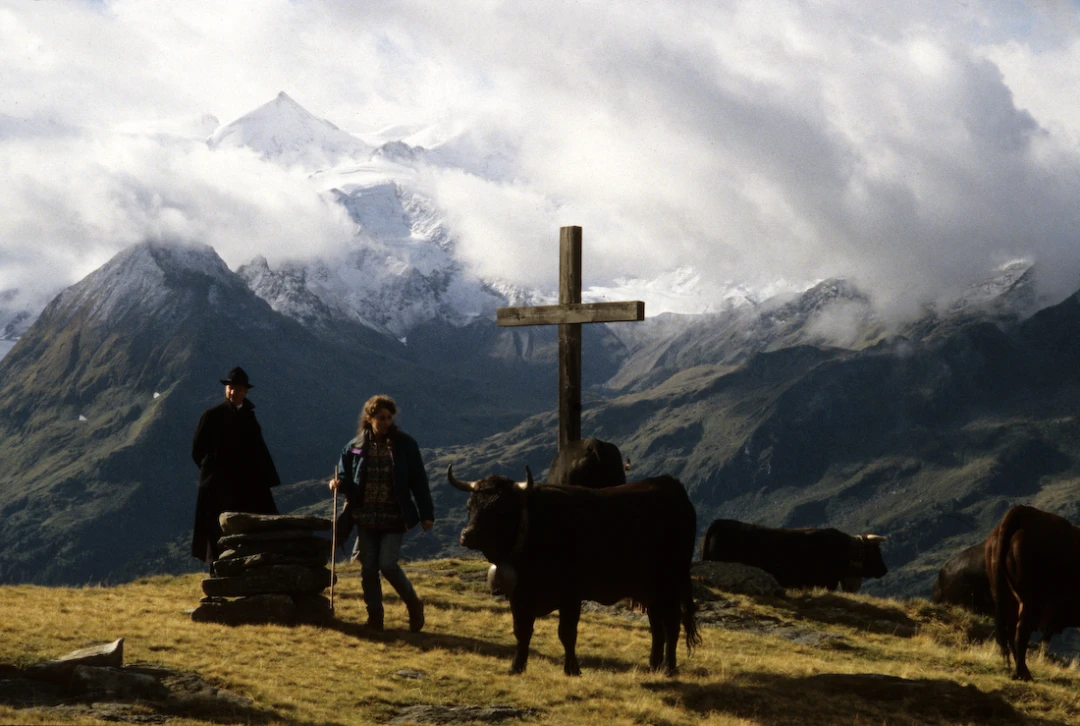 Cow-Culture_Vallee-du-Bagne-VS-Switzerland15
