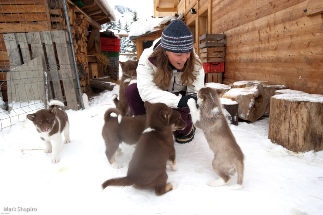 Dog Sledge Puppies-74