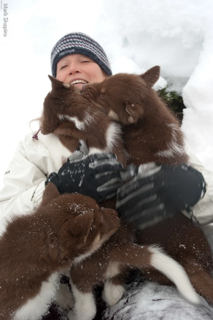 Dog Sledge Puppies-78