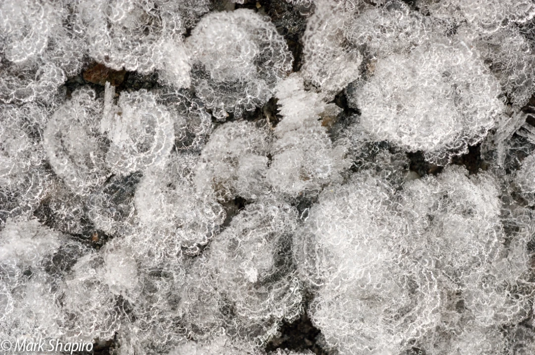Elements-Ground Frost-102