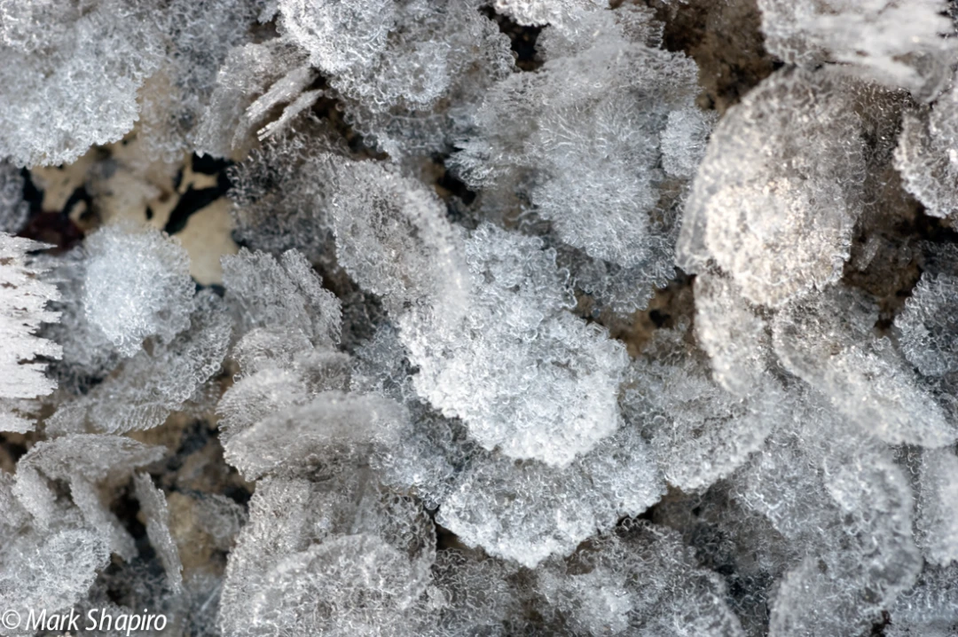 Elements-Ground Frost-103