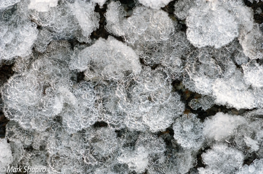 Elements-Ground Frost-105