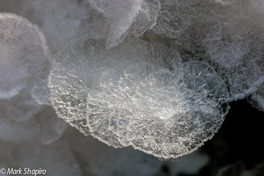 Elements-Ground Frost-108