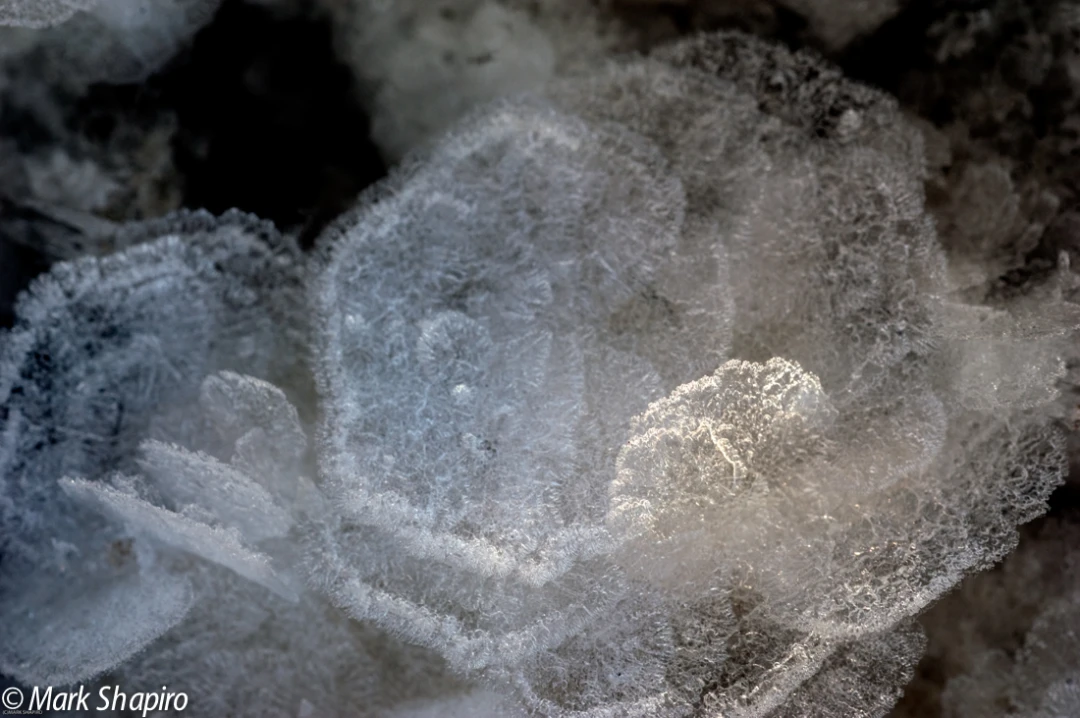 Elements-Ground Frost-109