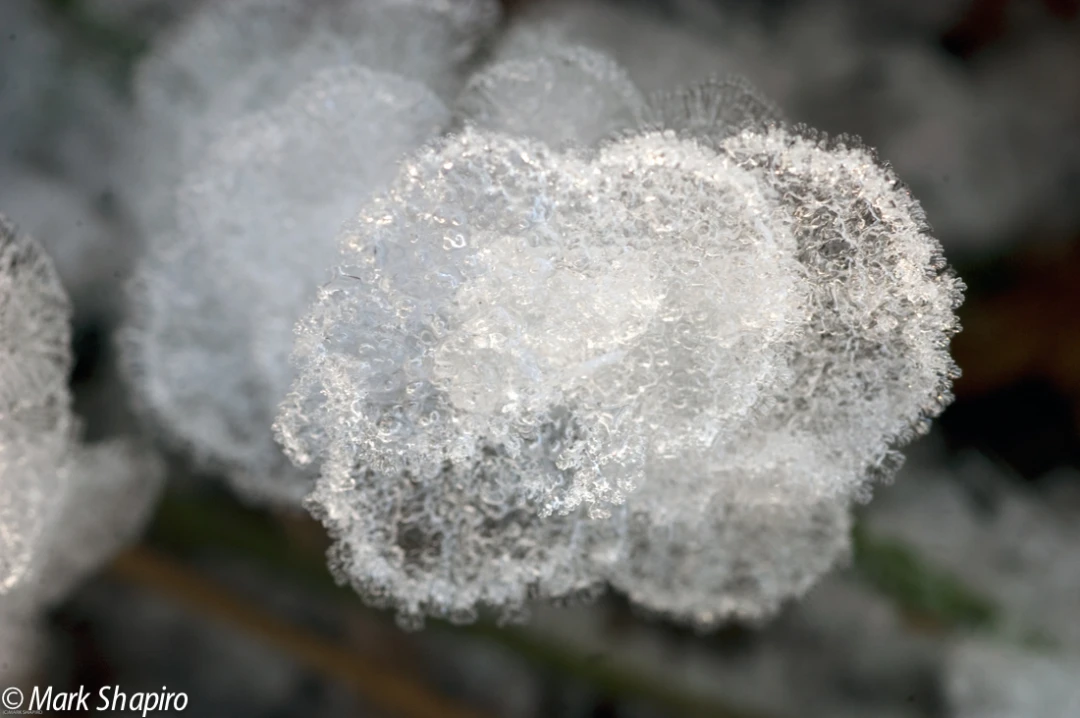 Elements-Ground Frost-110