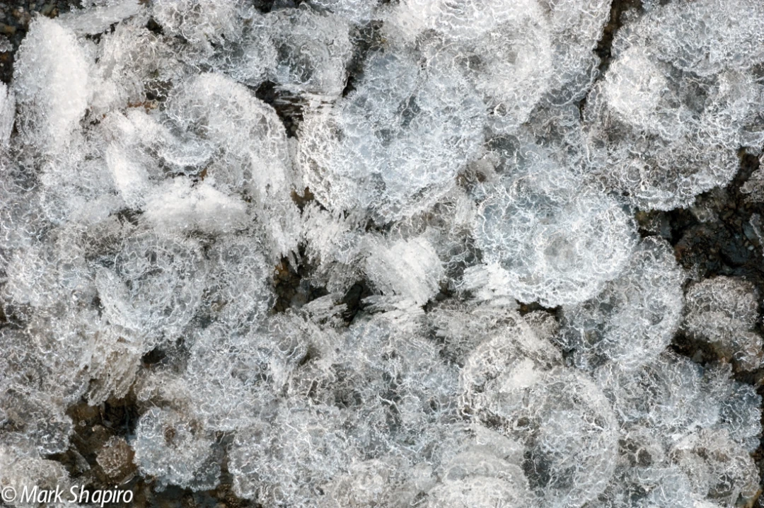 Elements-Ground Frost-113