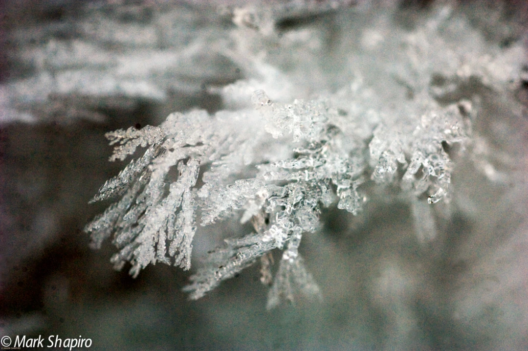 Elements-Ground Frost-115