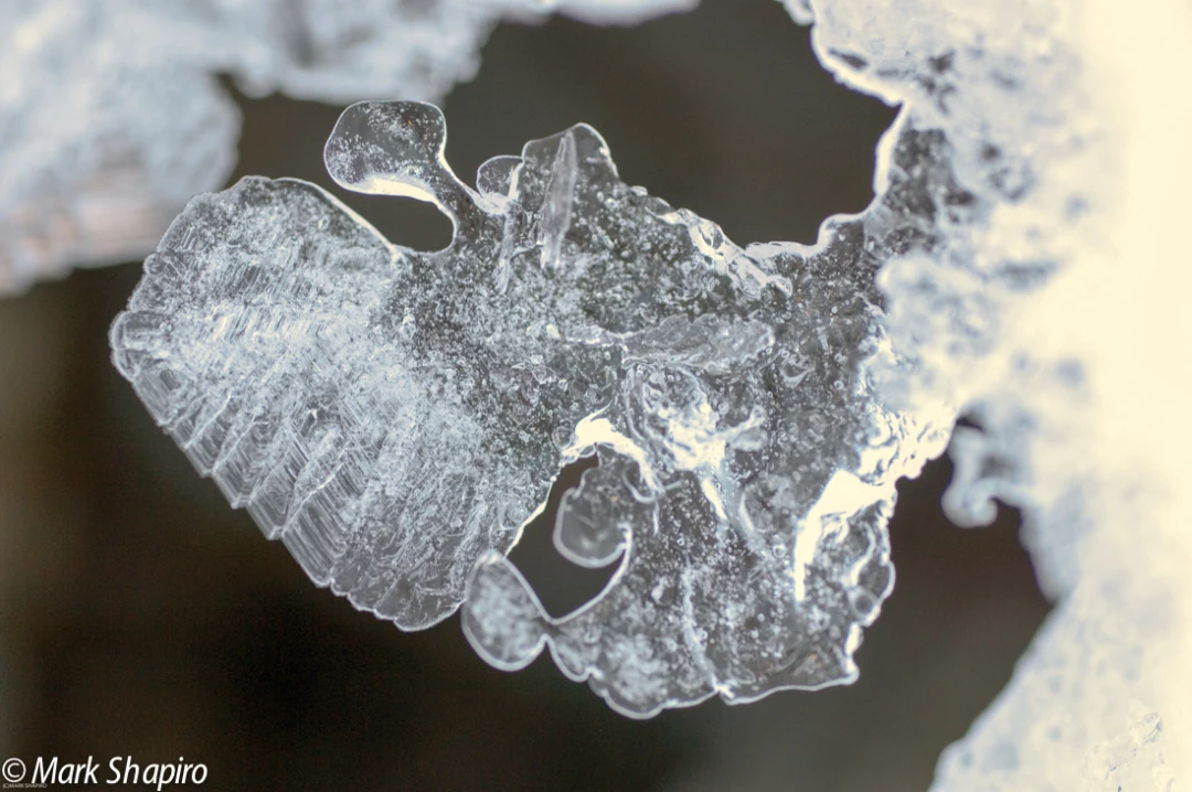 Elements-Ground Frost-119