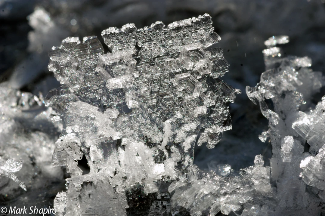 Elements-Ground Frost-124