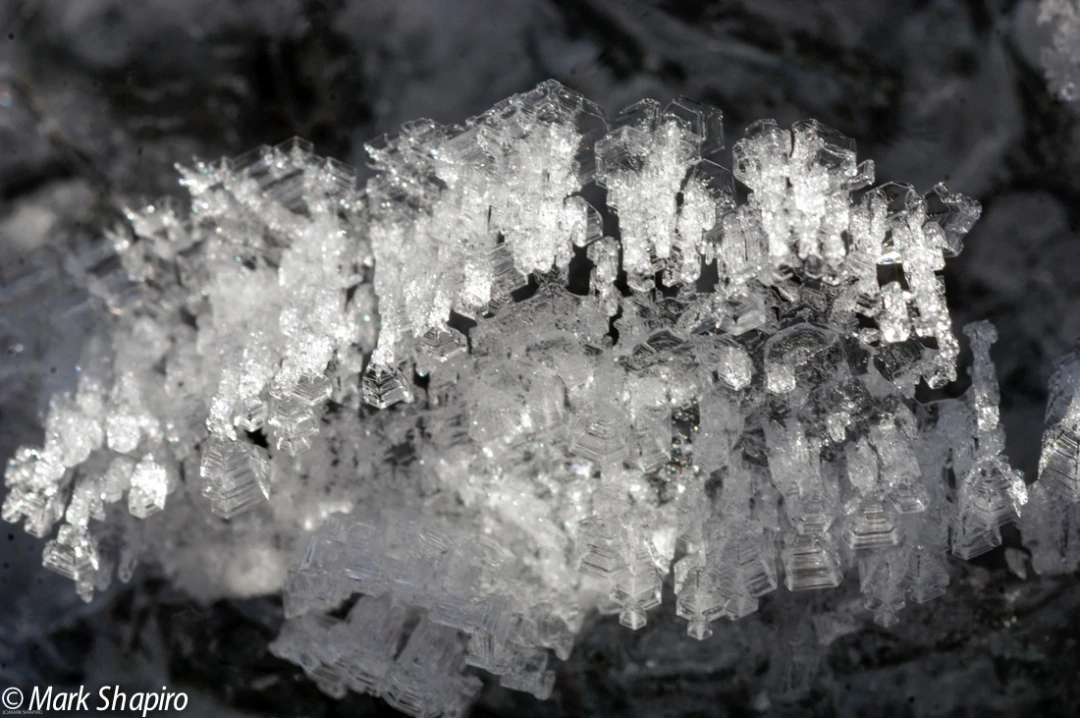 Elements-Ground Frost-125