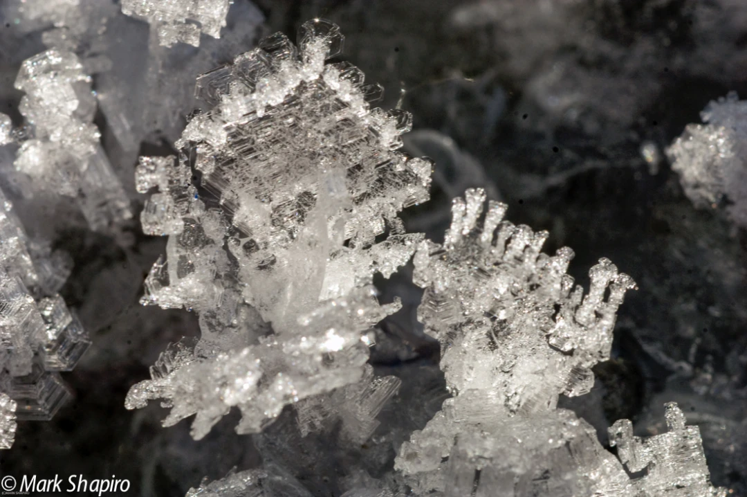 Elements-Ground Frost-127