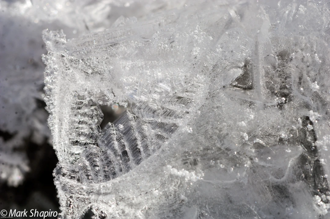 Elements-Ground Frost-132
