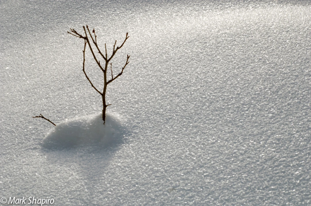 Elements-Ground Frost-149
