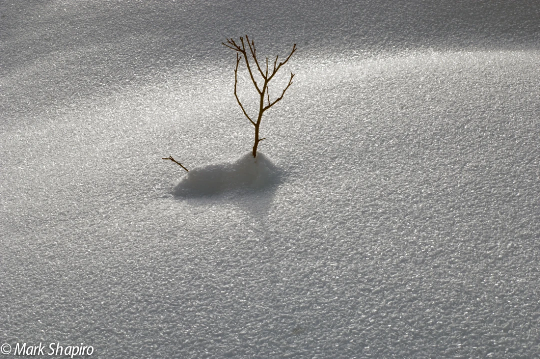 Elements-Ground Frost-150