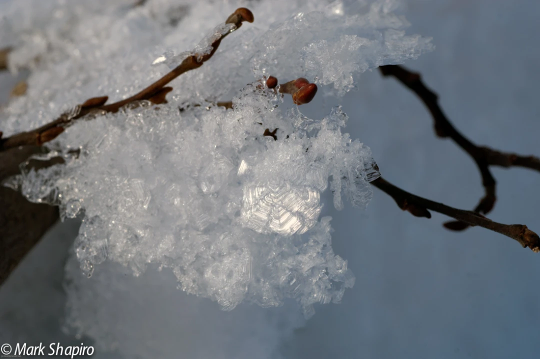 Elements-Ground Frost-151