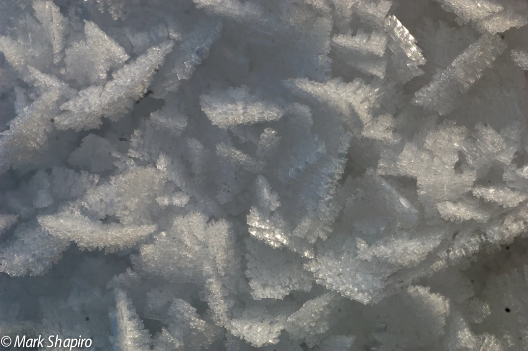 Elements-Ground Frost-15