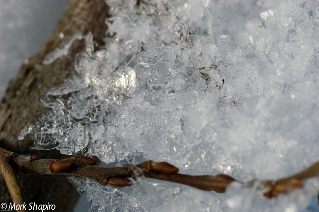 Elements-Ground Frost-152