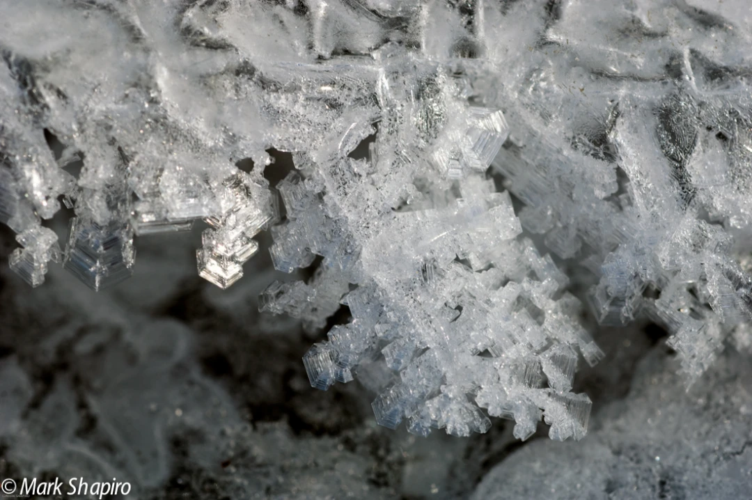 Elements-Ground Frost-156