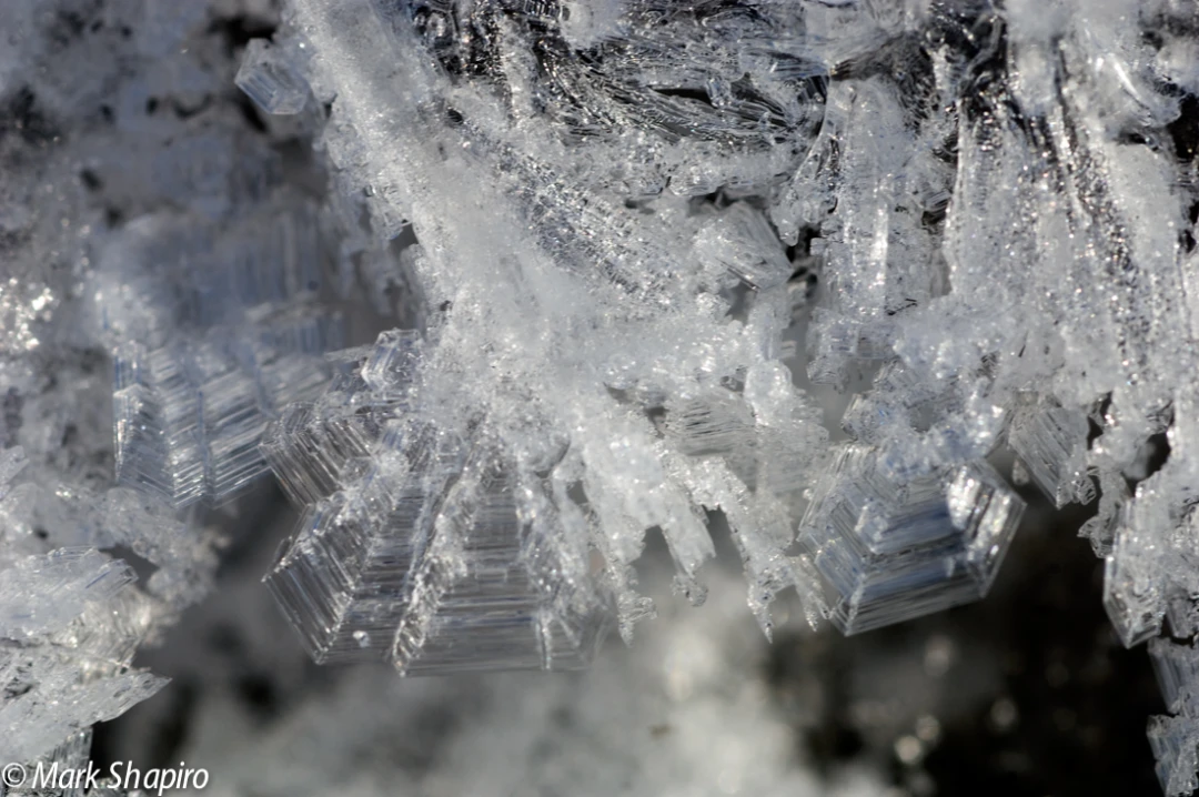 Elements-Ground Frost-157