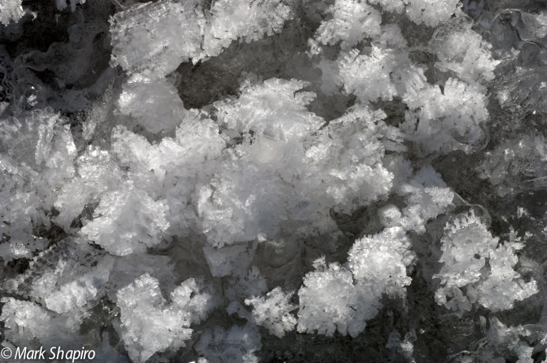 Elements-Ground Frost-161