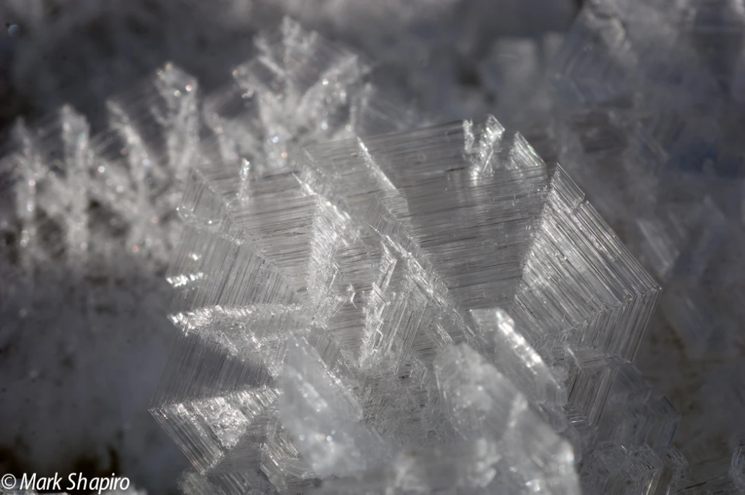 Elements-Ground Frost-164