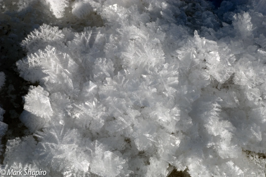 Elements-Ground Frost-168