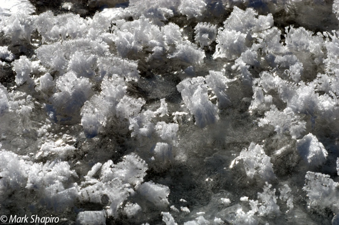 Elements-Ground Frost-169