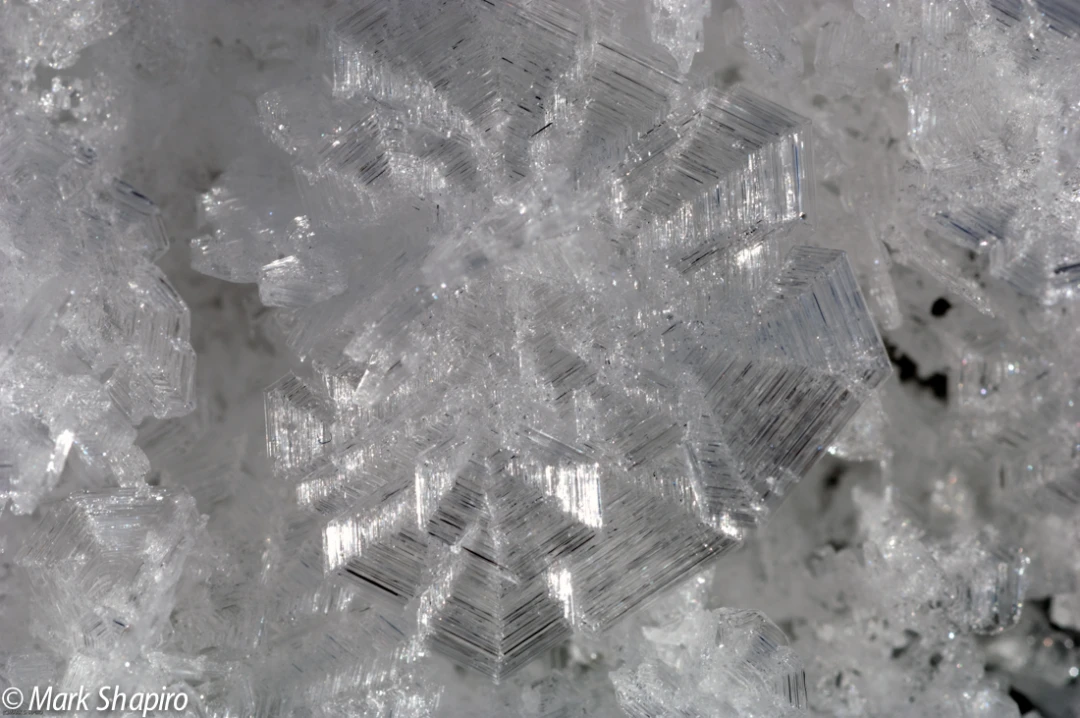 Elements-Ground Frost-173