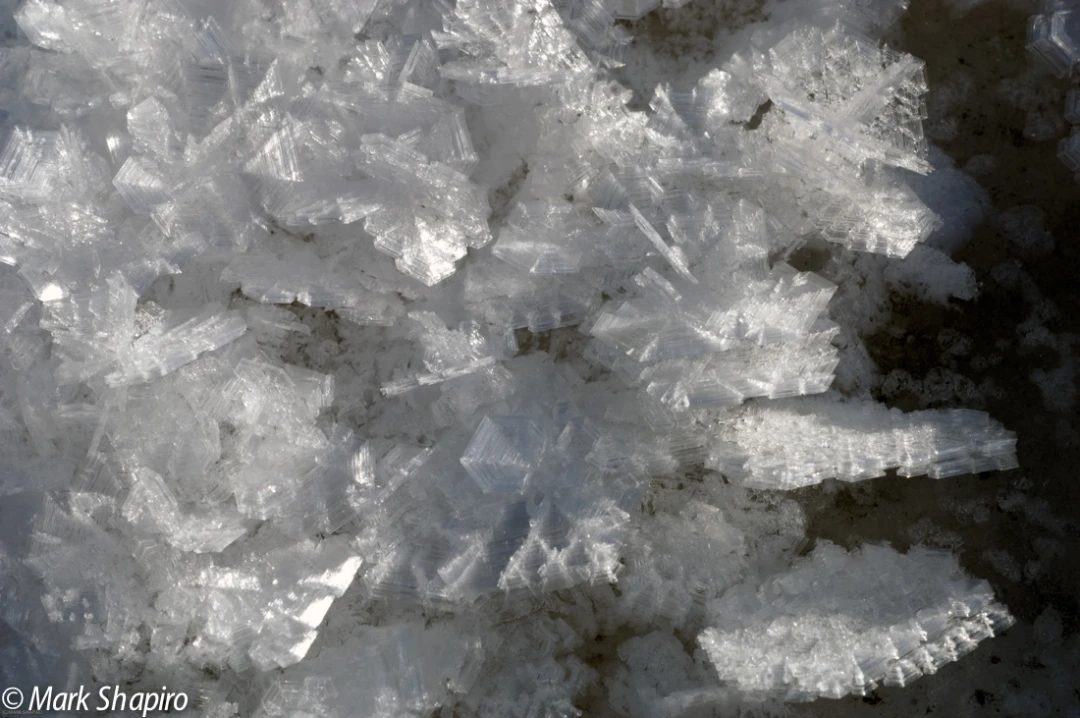 Elements-Ground Frost-176