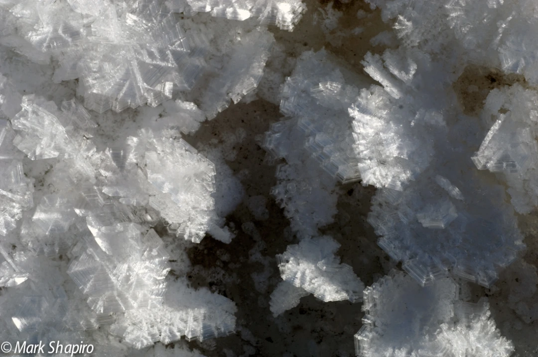 Elements-Ground Frost-177