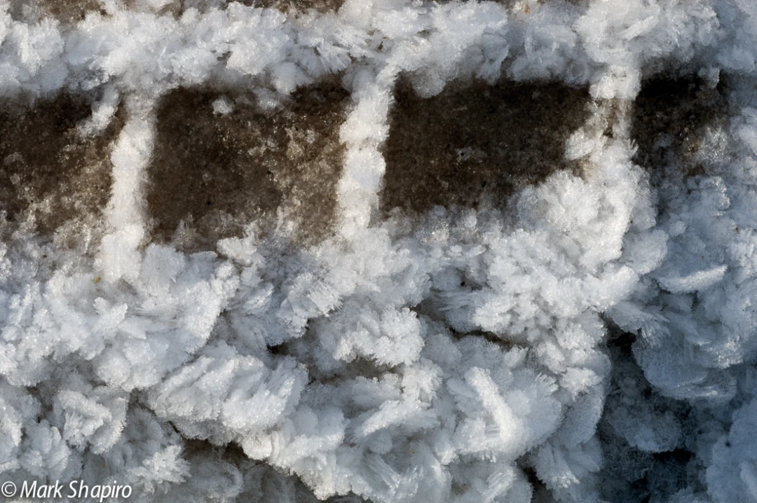 Elements-Ground Frost-183