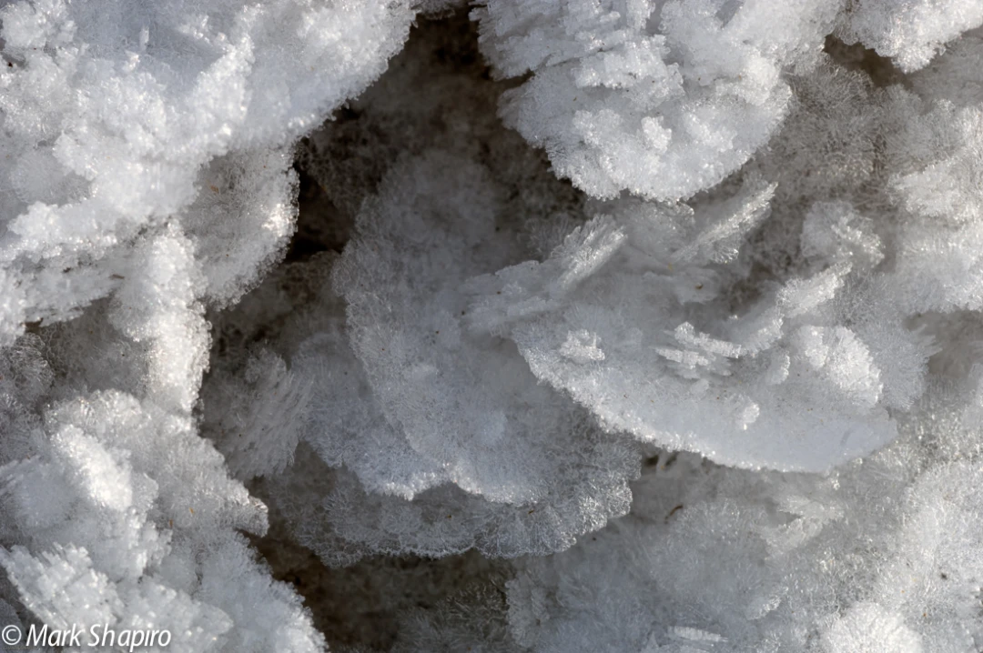 Elements-Ground Frost-185