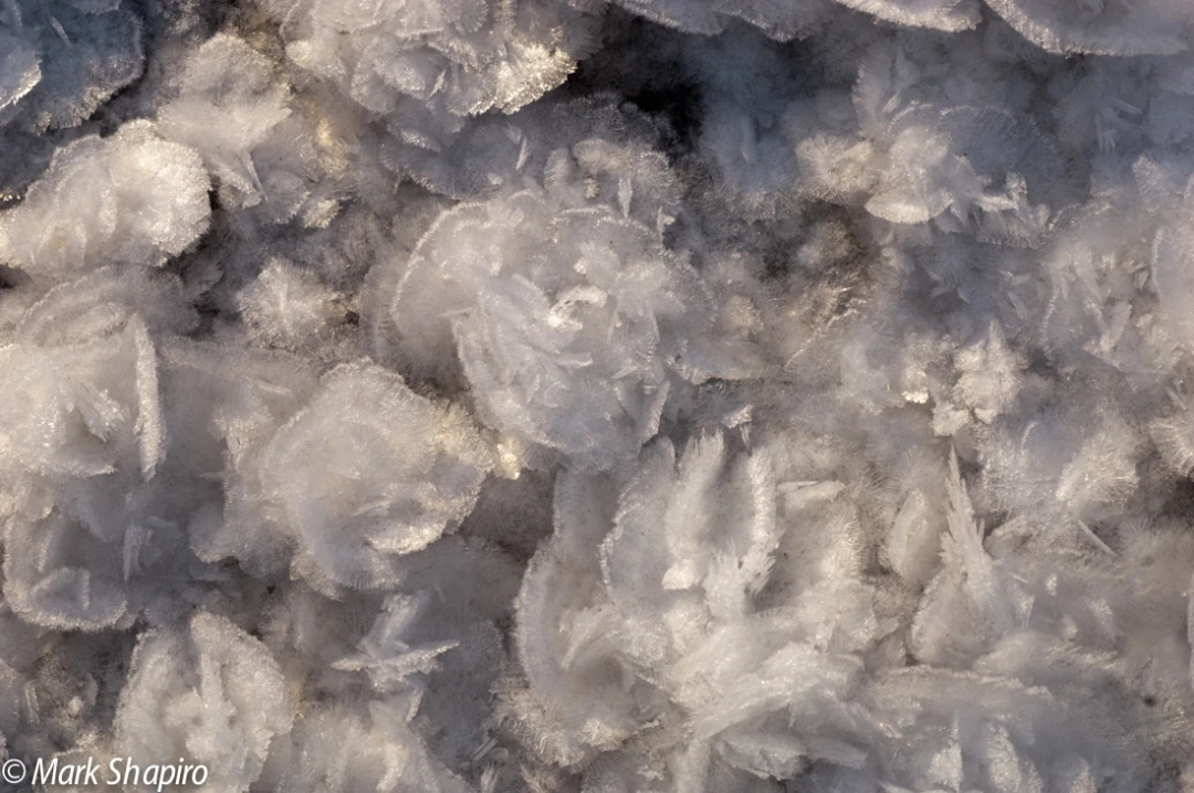 Elements-Ground Frost-188