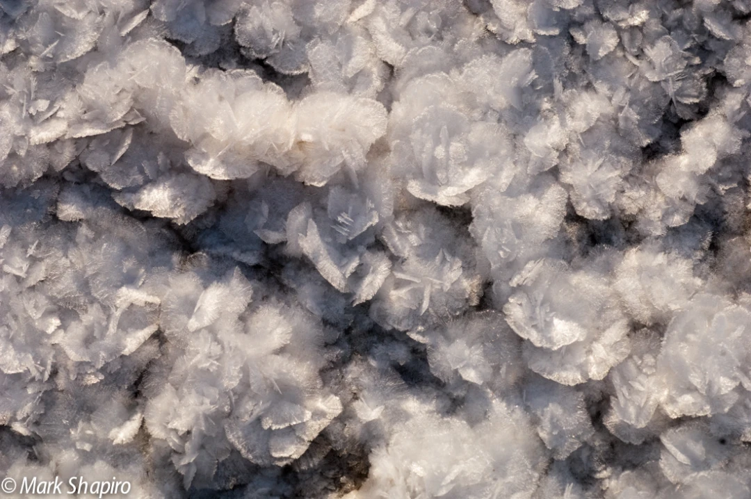 Elements-Ground Frost-190