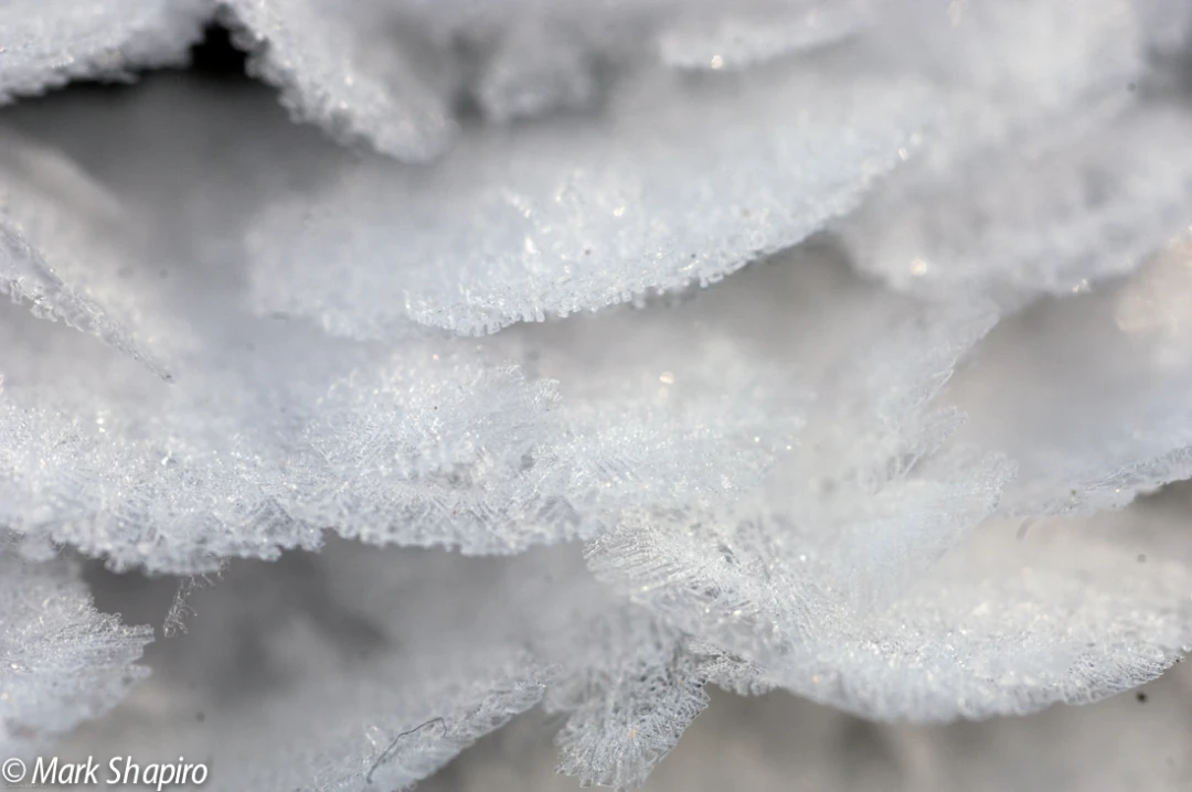 Elements-Ground Frost-26