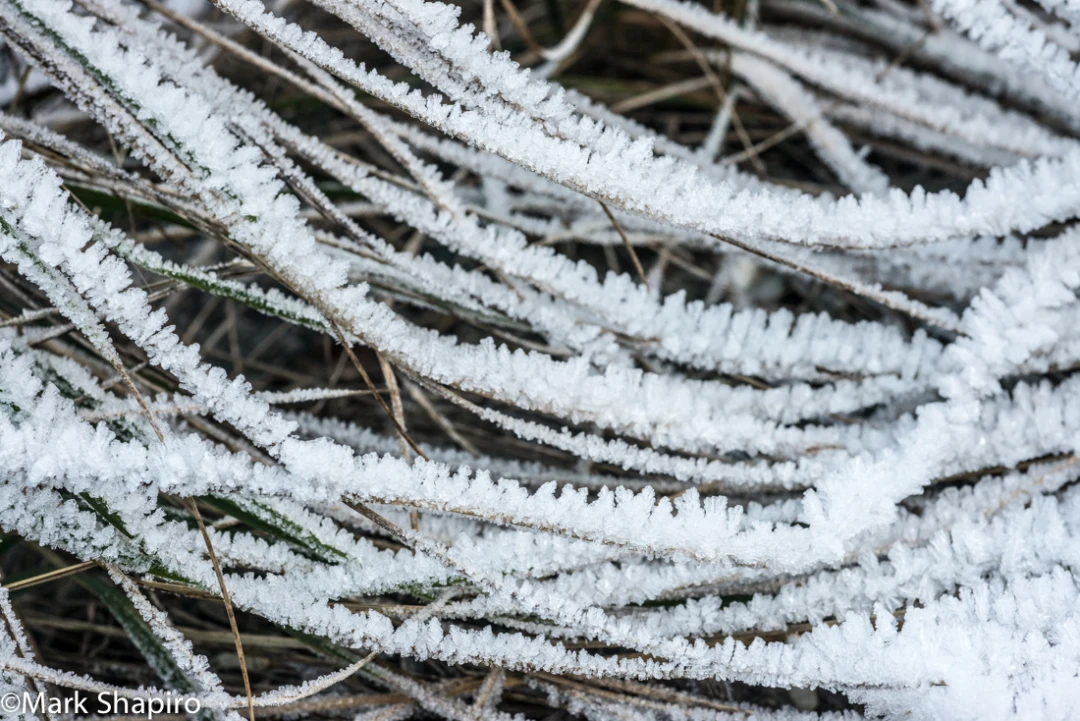 Elements-Ground Frost-270