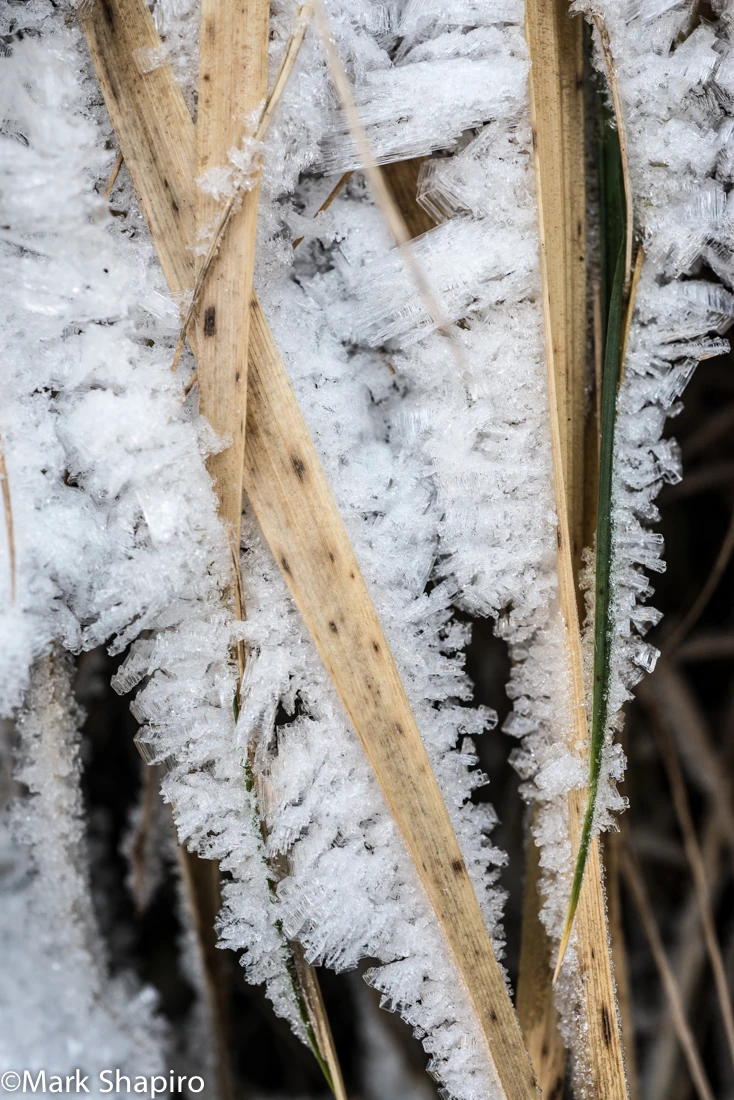 Elements-Ground Frost-275