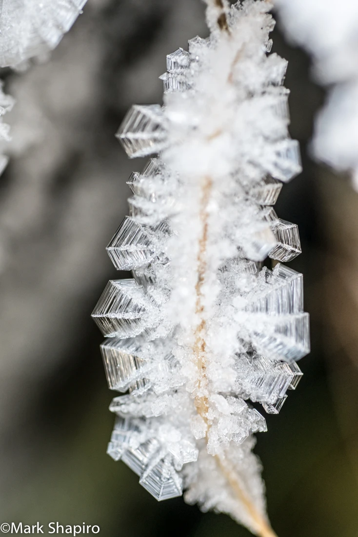 Elements-Ground Frost-276