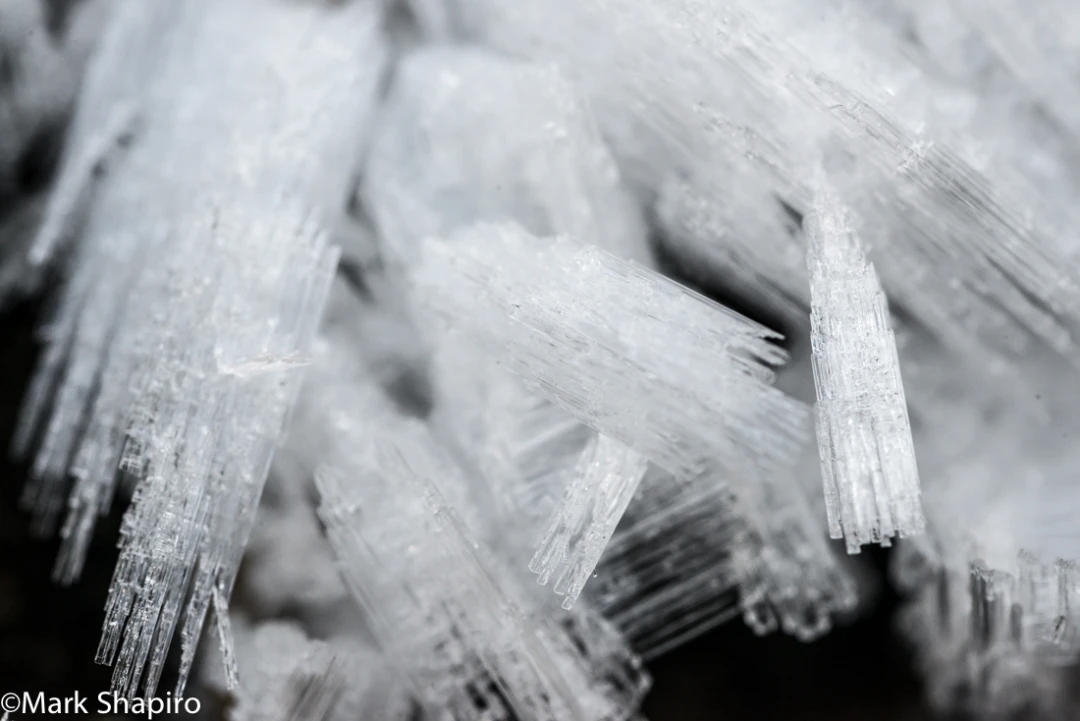 Elements-Ground Frost-280