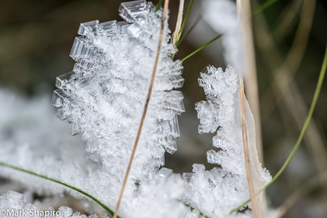 Elements-Ground Frost-282