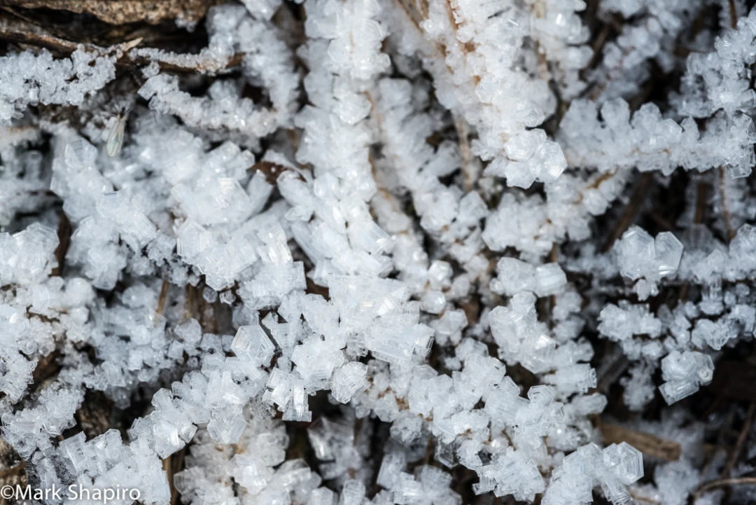Elements-Ground Frost-284