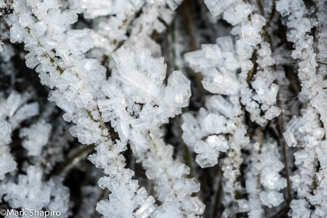 Elements-Ground Frost-286
